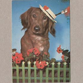 Календарь карманный, 1993, собака, собачка, пес, взгляд, шляпа, забор, цветы, сердечко